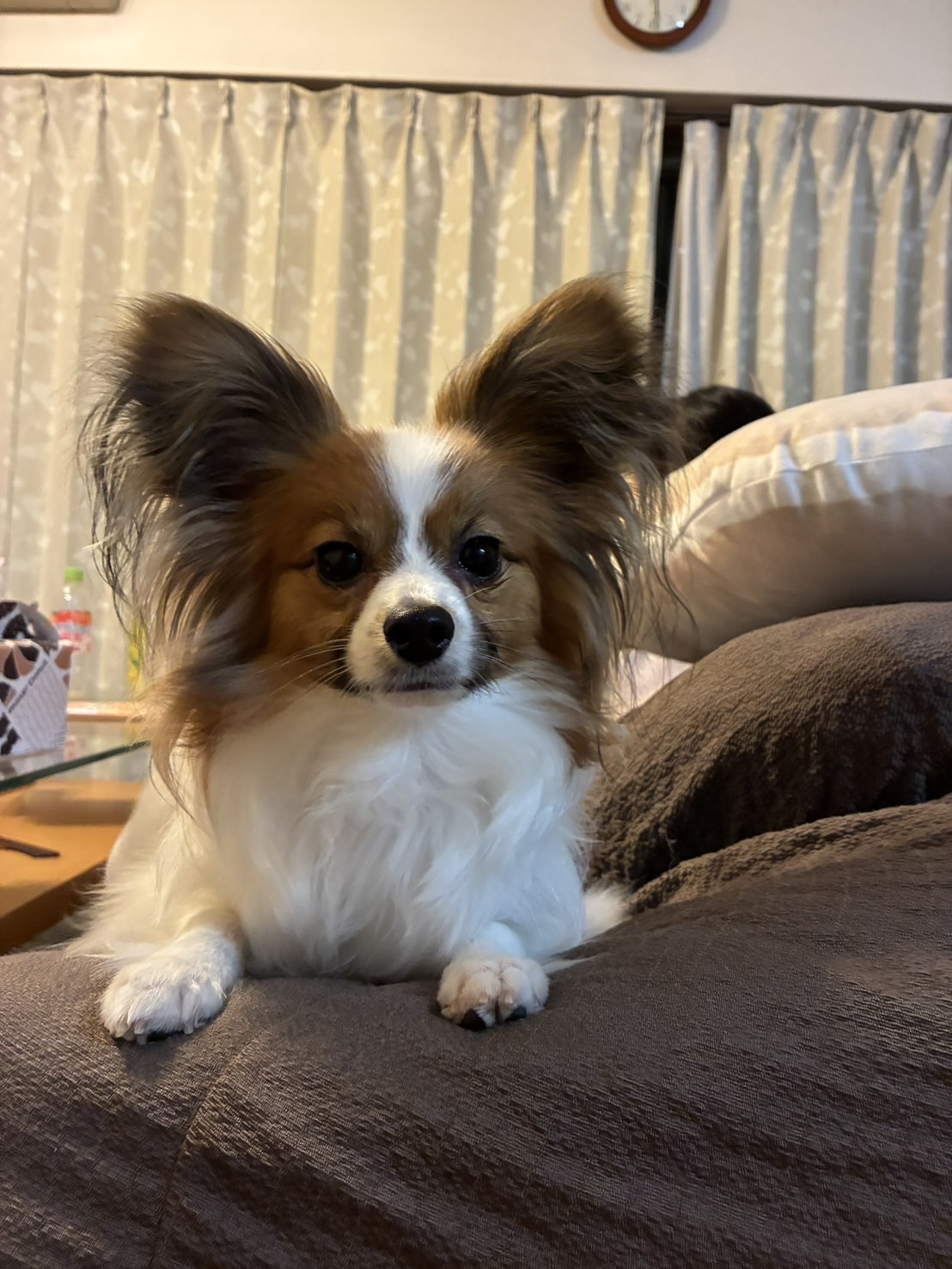 パピヨン