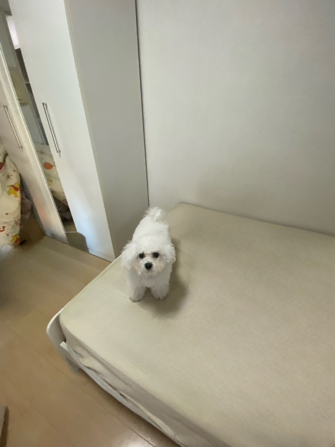 ビションフリーゼ