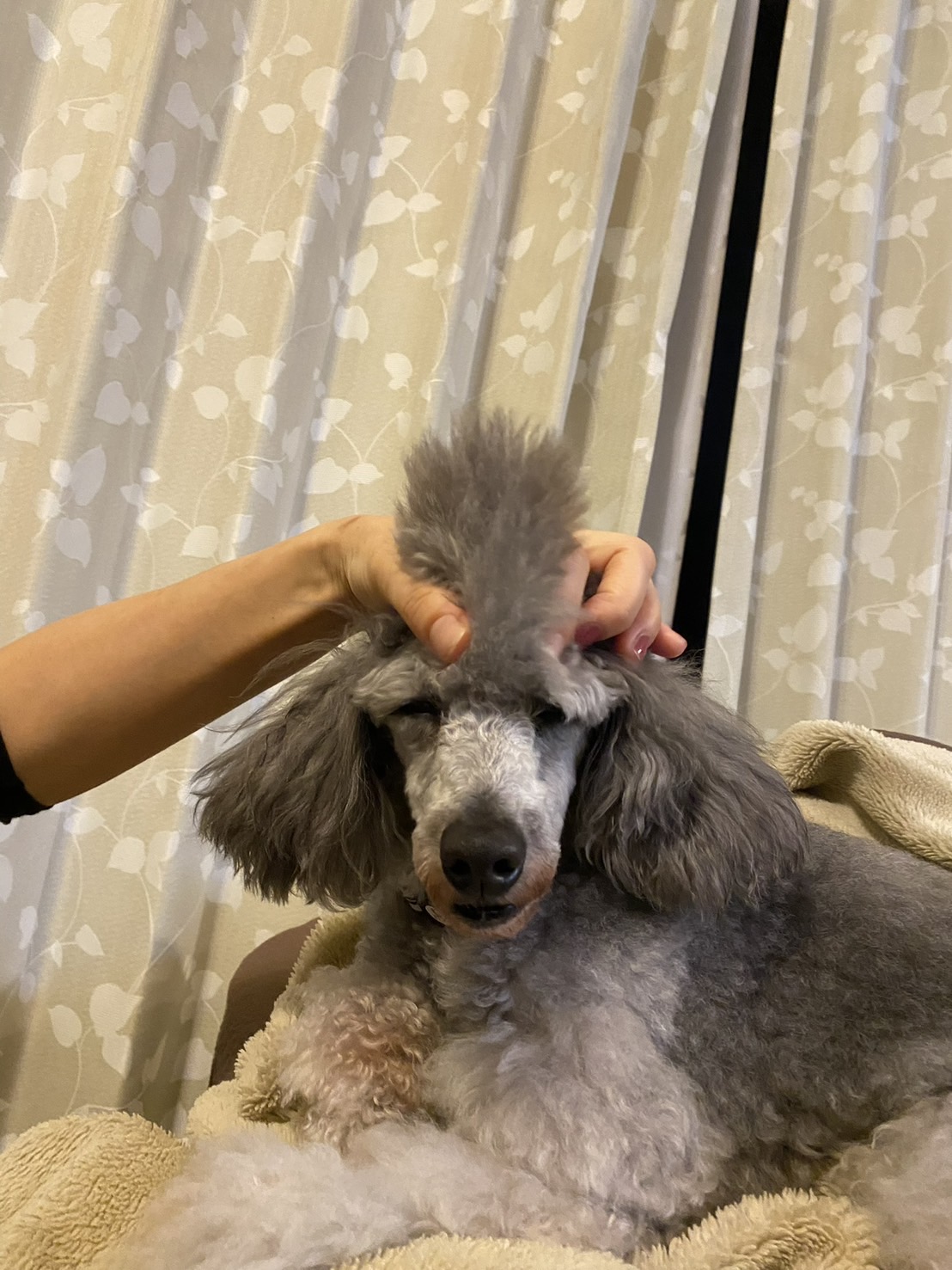 トイプードル